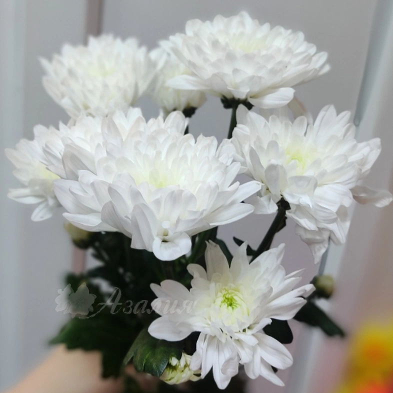 Хризантема кустовая белая