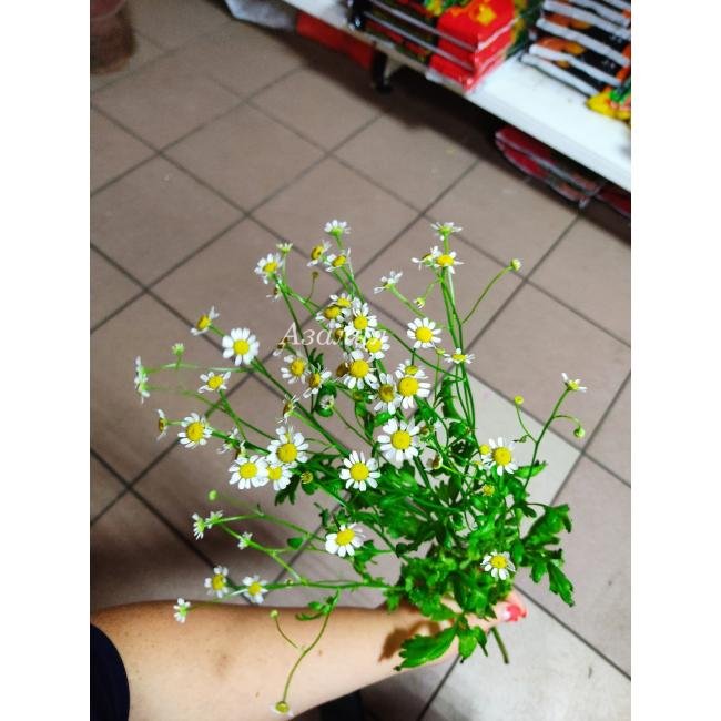 Танацетум (ромашка)