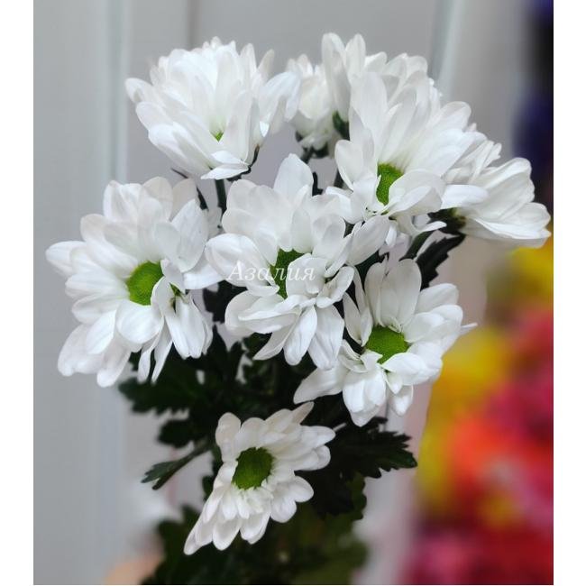 Ромашка (хризантема Бакарди)