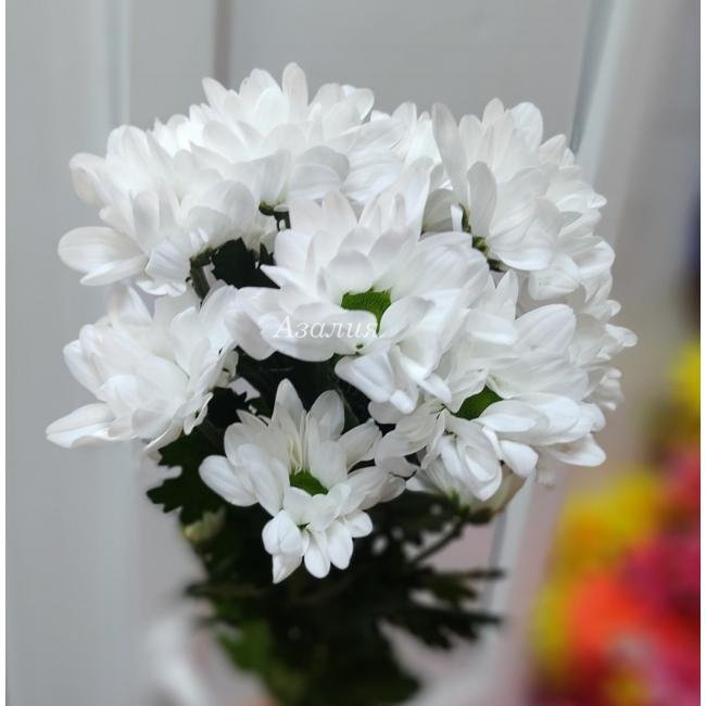 Ромашка (хризантема Бакарди)