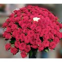 100 красных роз и 1 белая