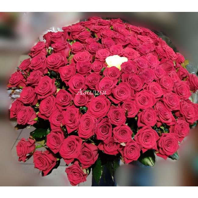 100 красных роз и 1 белая