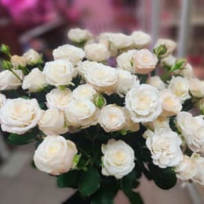 photo_2026-02-01_15-43-38