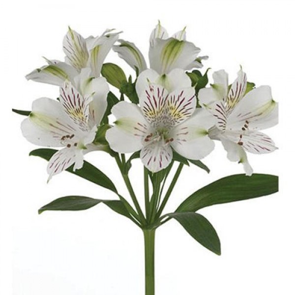 Alstroemeria Pelegrina