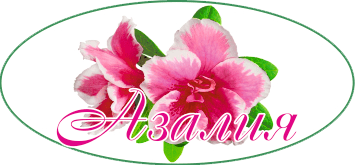 «Азалия» - интернет-магазин цветов в Костроме